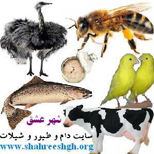 شهرعشق سایت تخصصی شیلات و دام و طیور و حیوانات خانگی - تصویر 1