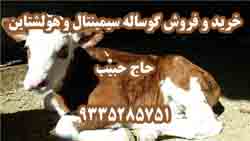 خريد و فروش گوساله سيمينتال و هولشتاين - تصویر 1
