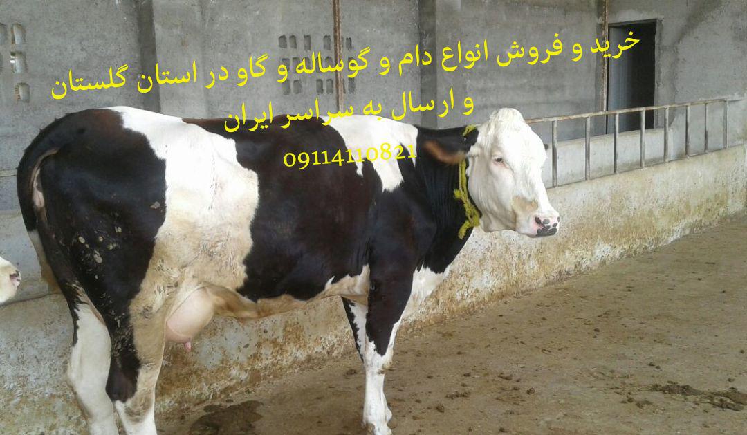خرید و فروش انواع گوساله های سمنتال - تصویر 1