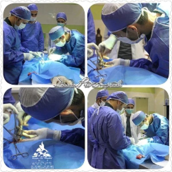 بیمارستان دامپزشکی و پت شاپ شبانه روزی حیوانات - تصویر 5