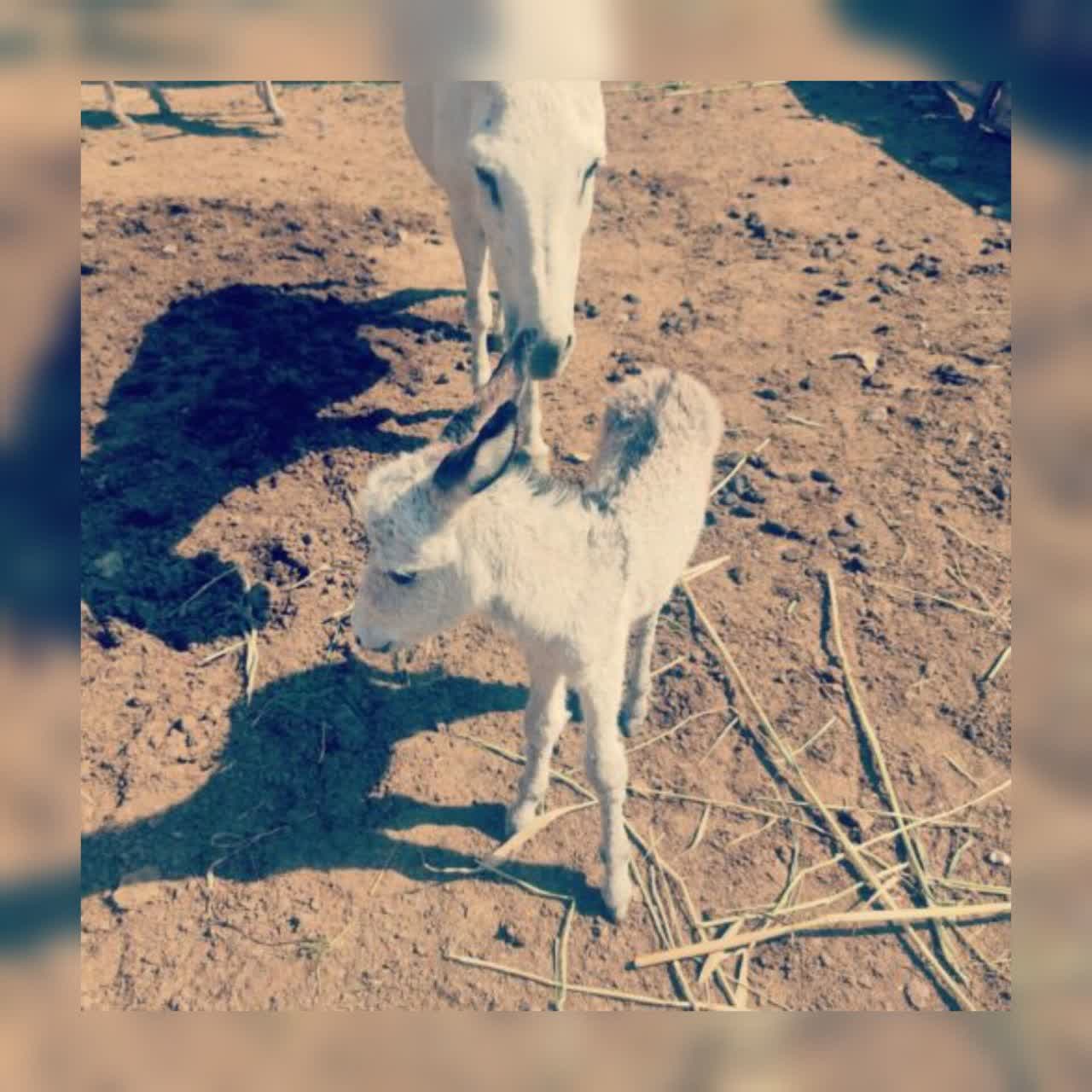 شیر الاغ/خر تازه وطبیعی - تصویر 1