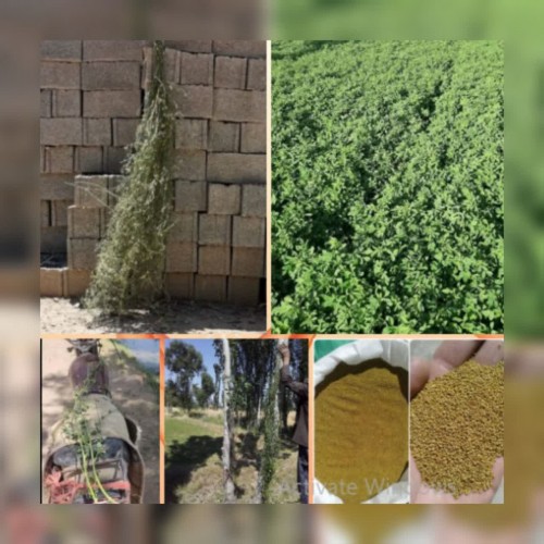بذر یونجه با تناژ 7تن یونجه در هکتار
