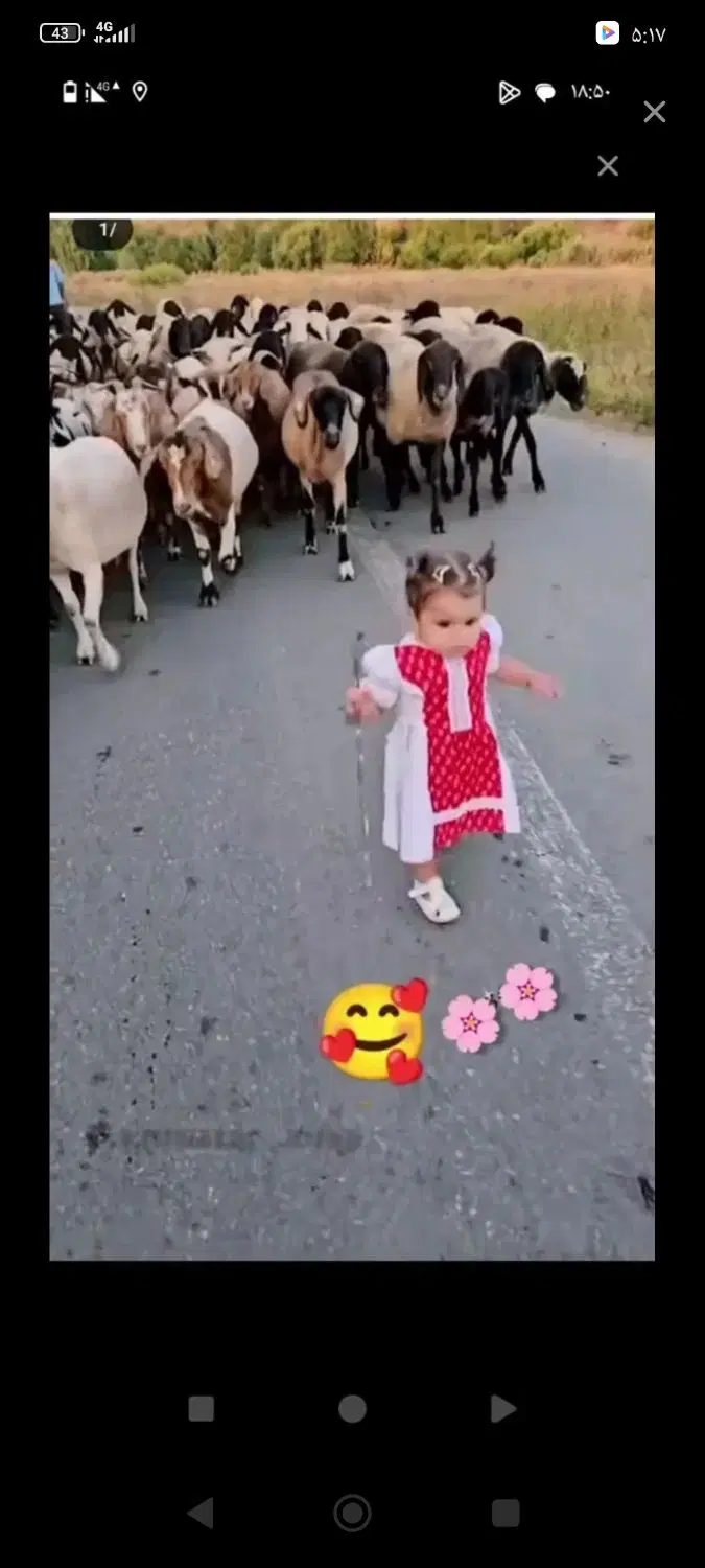 گوسفند کوهستانی - تصویر 1