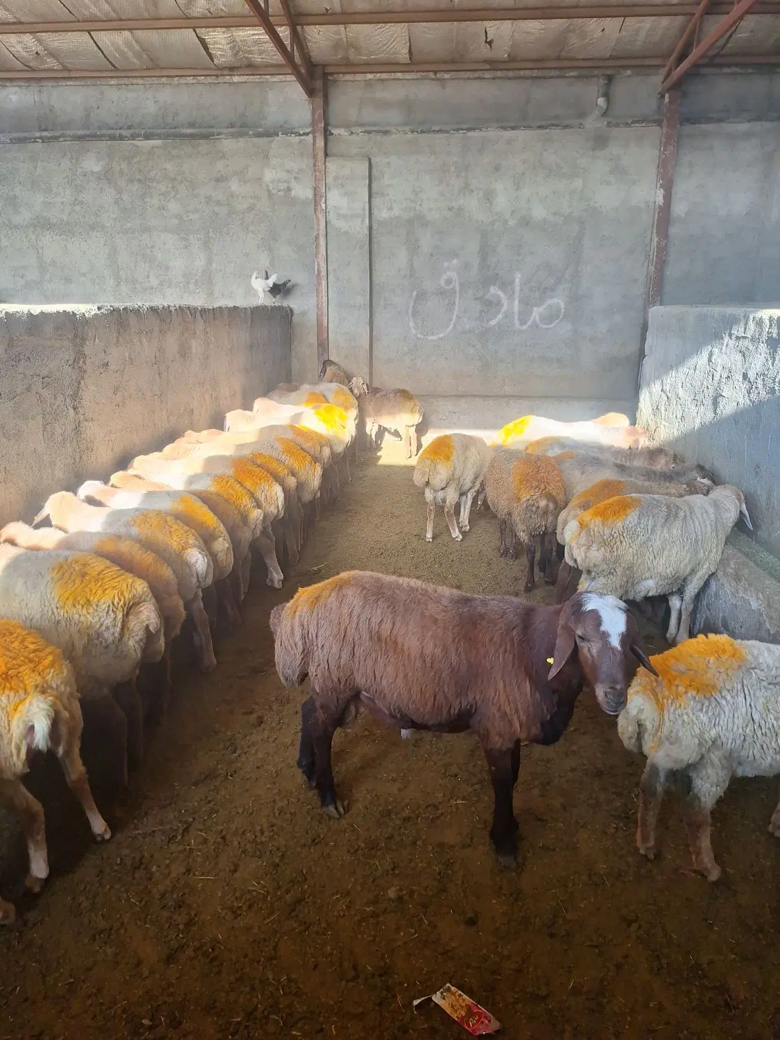 گوسفند  گوشتی - تصویر 1