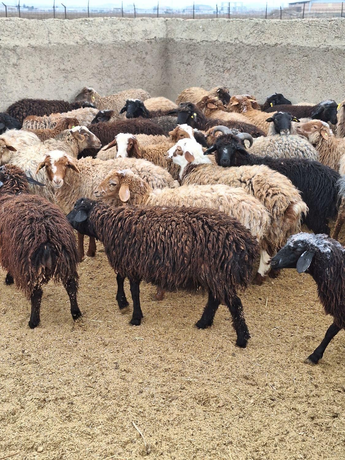 گوسفند باغستان عظیمیه گلشهر گوهردشت زنده کرج - تصویر 1