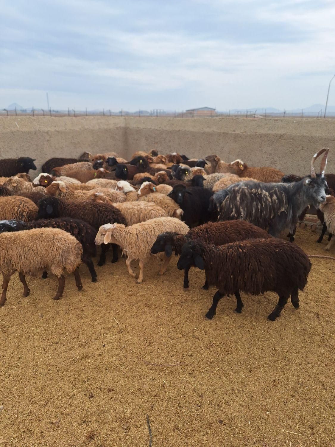 گوسفند باغستان عظیمیه گلشهر گوهردشت زنده کرج - تصویر 4