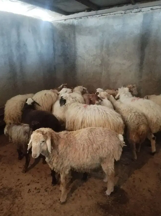 گله گوسفند زنده کمر پر نرینه مختص تک فروشی - تصویر 3