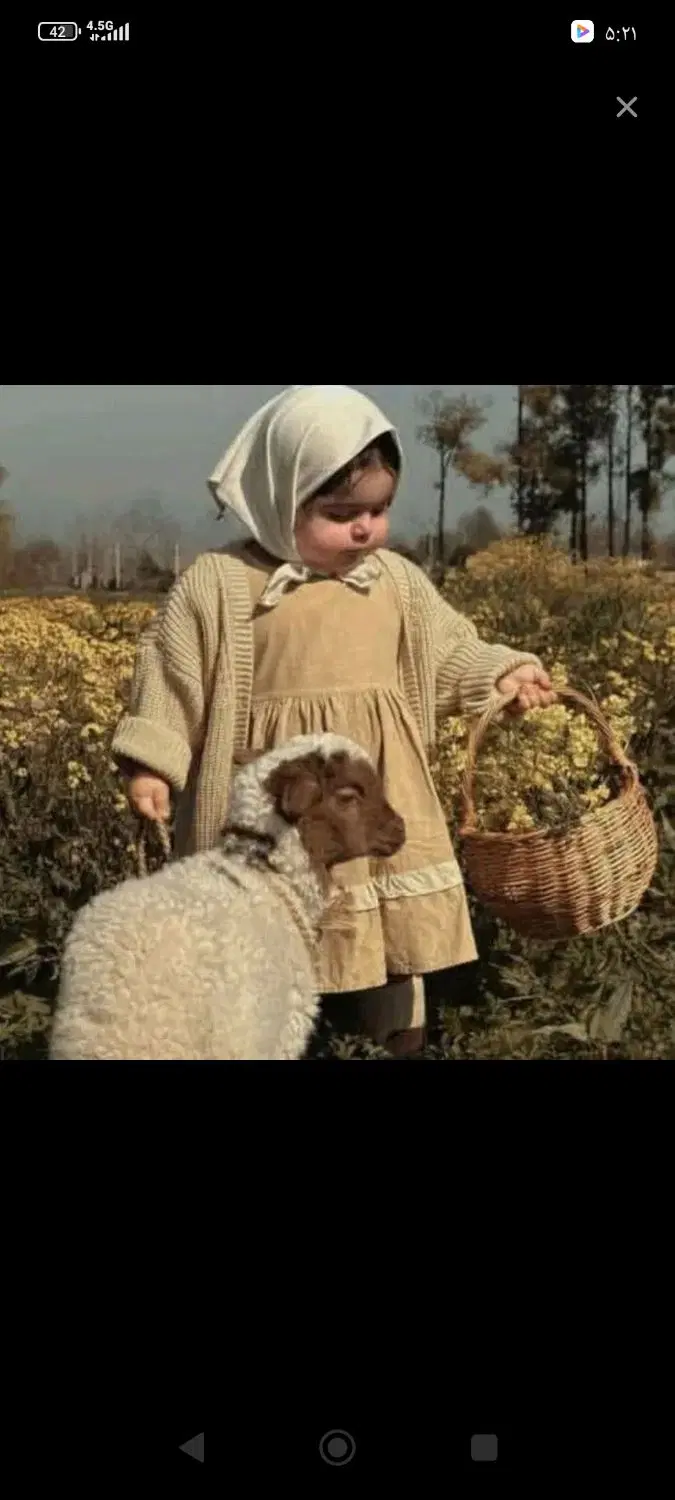 گوسفند افشار و بیجار
