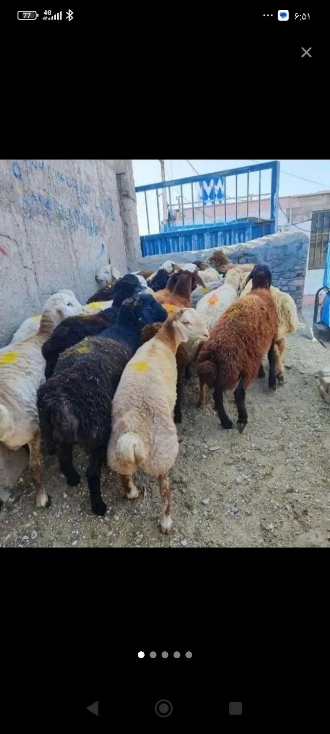 گوسفند زنده شاهین ویلا گوهردشت