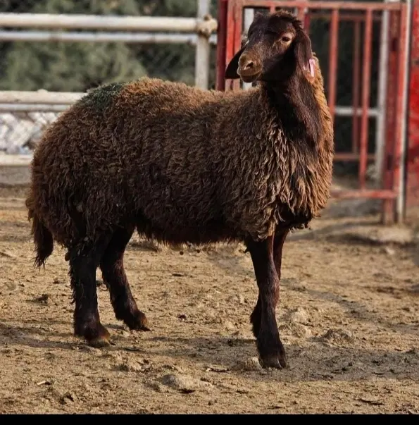 گوسفند زنده گوشتی