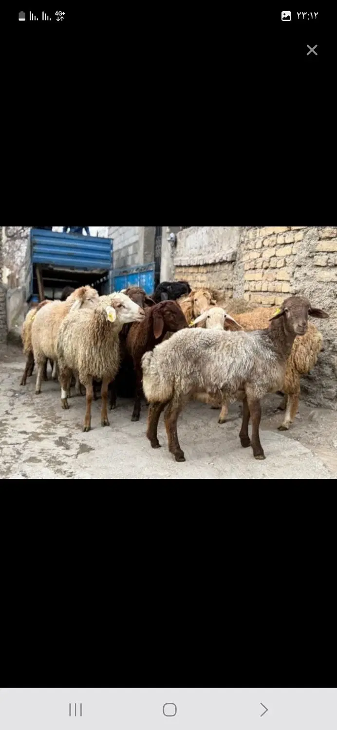 بندانگشتی 5